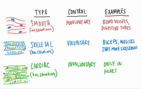 the-type-of-muscle-cell-under-voluntary-control-is-the-a-smooth-muscle-b-skeletal-muscle-c-cardiac-m