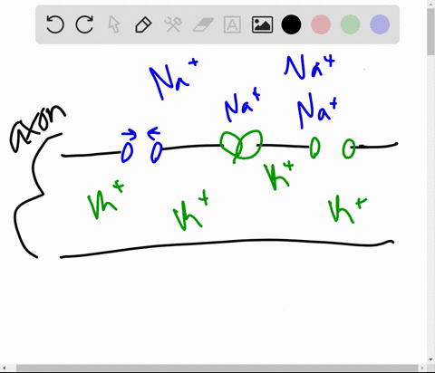 an-action-potential-involves-na-moving-________-the-cell-and-k-moving-________-the-cell-a-inside-out