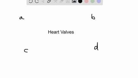 which-of-the-following-lists-the-valves-in-the-order-through-which-the-blood-flows-from-the-vena-cav