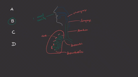 which-is-the-order-of-airflow-during-inhalation-a-nasal-cavity-trachea-larynx-bronchi-bronchioles-al