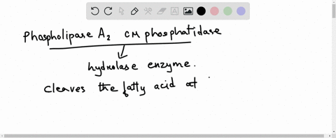 explain-why-the-action-of-phospholipase-a_2-on-membrane-lipids-could-affect-the-lipid-bilayer-change