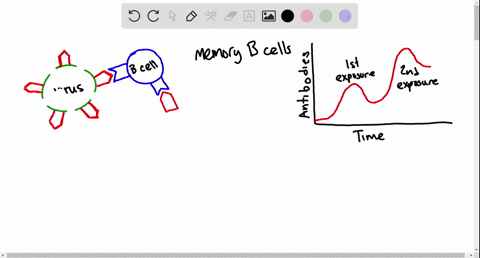 a-host-organism-needs-time-often-days-to-mount-an-immune-response-against-a-new-antigen-but-memory-c