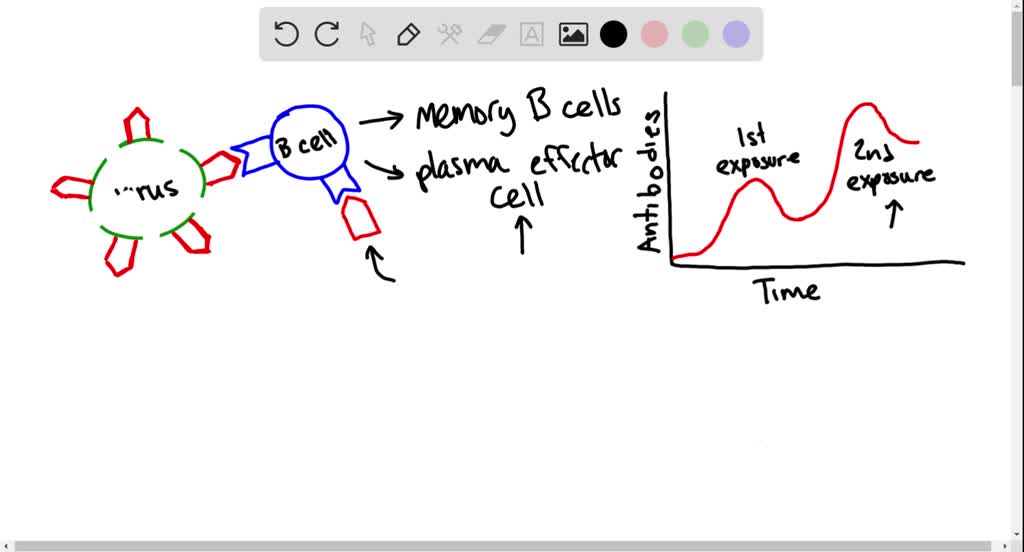 the-immune-system-match-the-term-to-the-definition-th-solvedlib