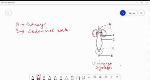 in-the-diagram-of-excretory-system-of-human-beings-given-below-different-parts-have-been-indicated-b