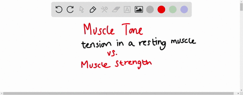 muscle-tone-is-____________-a-the-same-as-muscle-tension-b-a-steady-low-level-state-of-contraction-c