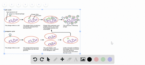 how-is-the-lytic-cycle-different-from-the-lysogenic-cycle-a-the-phage-infects-a-cell-in-the-lytic-cy