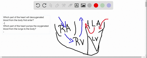 deoxygenated-blood-from-the-body-first-enters-the-of-the-heart-and-oxygenated-blood-from-the-lungs-i