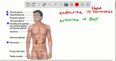 the-________-has-endocrine-and-exocrine-functions-a-hypothalamus-b-parathyroid-gland-c-pineal-gland-