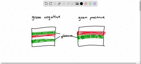 which-of-the-following-cell-wall-components-is-unique-to-gram-negative-cells-a-lipopolysaccharide-b-