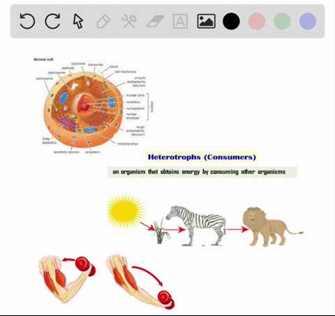 which-of-the-following-is-not-a-distinguishing-characteristic-of-animals-a-the-capacity-to-move-at-2