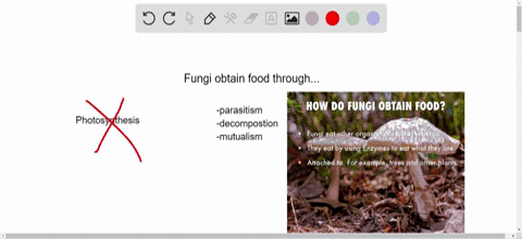which-does-not-describe-a-method-by-which-fungi-obtain-food-a-parasitism-b-decomposition-c-photosynt
