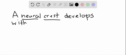 during-embryonic-development-a-neural-crest-would-be-found-in-all-of-the-following-chordates-except-