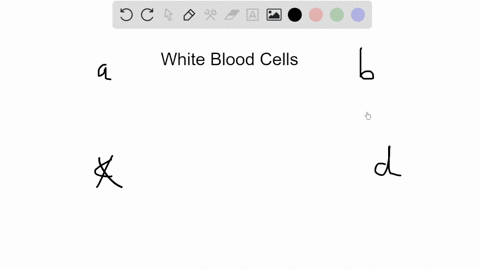 which-white-blood-cells-are-present-in-the-greatest-number-in-the-blood-and-are-the-bodys-first-resp