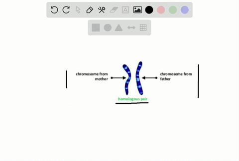 what-are-homologous-chromosomes-a-the-two-halves-of-a-replicated-chromosome-btwo-identical-chromosom