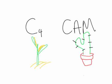 how-is-photosynthesis-similar-in-mathrmc_4-plants-and-cam-plants-a-in-both-cases-the-light-reactions