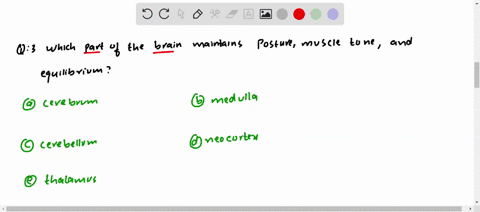which-part-of-the-brain-maintains-posture-muscle-tone-and-equilibrium-a-cerebrum-b-medulla-c-cerebel