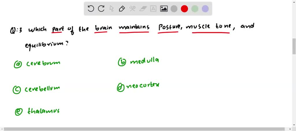 SOLVED:Which Part Of The Brain Maintains Posture, Muscle Tone, And ...