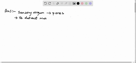what-is-the-lateral-line-system-in-fishes-how-does-it-function