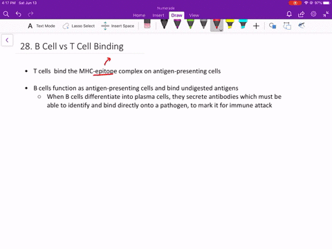 how-do-b-and-t-cells-differ-with-respect-to-antigens-that-they-bind-2