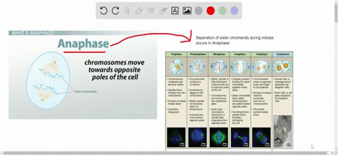 separation-of-the-sister-chromatids-is-a-characteristic-of-which-stage-of-mitosis-a-prometaphase-b-m