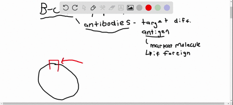 propose-a-hypothesis-to-explain-how-self-reactive-b-cells-are-identified-and-eliminated-during-matur