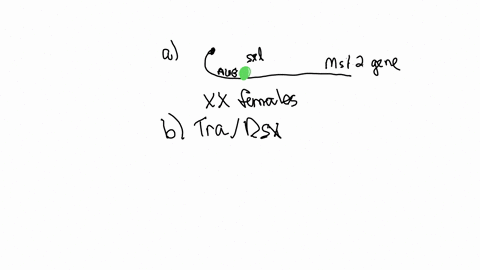 figure-1729-shows-that-the-sxl-protein-binds-to-the-mrna-of-the-m-s-l-2-gene-inhibiting-translation-