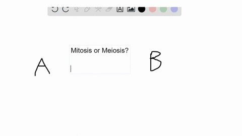 questions-1-6-a-mitotic-cell-division-b-meiotic-cell-division-the-human-liver-can-be-induced-to-rege