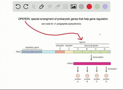 which-of-the-following-is-not-part-of-an-operon-a-operator-b-promoter-c-origin-d-gene