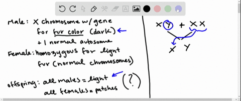 a-male-mouse-that-is-heterozygous-for-a-reciprocal-translocation-between-the-mathrmx-chromosome-and