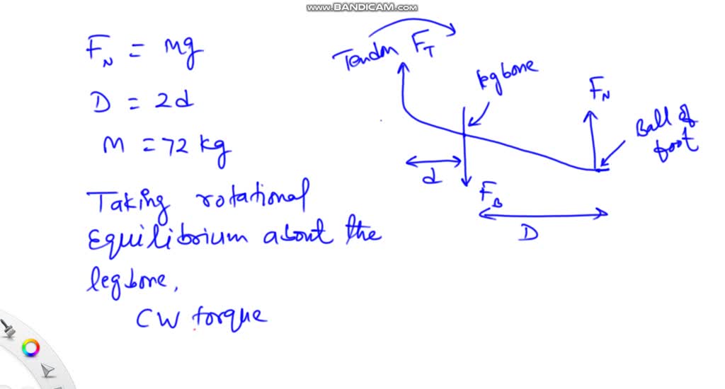 The bones and tendons in a horse's rear leg are shown in Fig. a. A ...