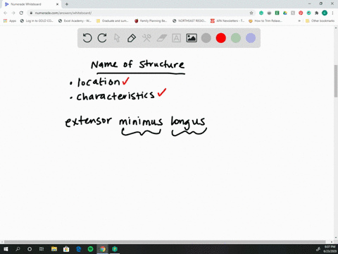 which-muscle-name-does-not-make-sense-a-extensor-digitorum-b-gluteus-minimus-c-biceps-femoris-d-exte