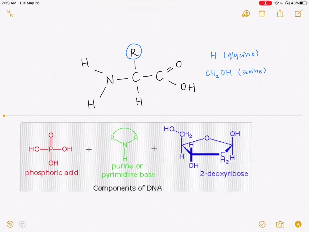 SOLVEDHow is an amino acid's R group analogous to a nucleotide's