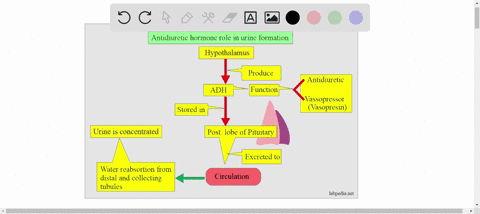 explain-how-hypertonic-urine-can-be-formed-detailing-where-and-how-salt-and-water-move-and-the-influ