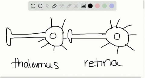 if-axons-from-the-retina-were-prevented-from-showing-spontaneous-activity-during-early-development-4