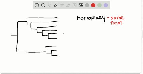 which-of-the-following-is-an-example-of-homoplasy-a-hair-in-humans-and-fur-in-mice-b-astragalus-ankl