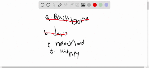 all-chordates-have-a-___________-as-embryos-a-backbone-b-jaws-c-notochord-d-kidneys
