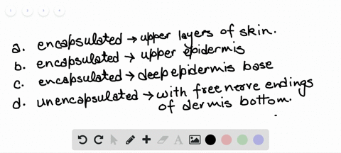 which-mechanoreceptors-in-the-skin-are-unencapsulated-a-merkels-disks-b-meissners-corpuscles-c-ruffi
