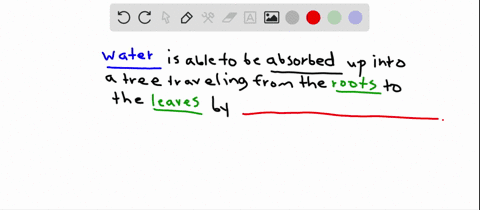 what-features-of-water-explain-how-it-can-be-drawn-up-a-tall-tree-from-roots-to-leaves-a-cohesion-th