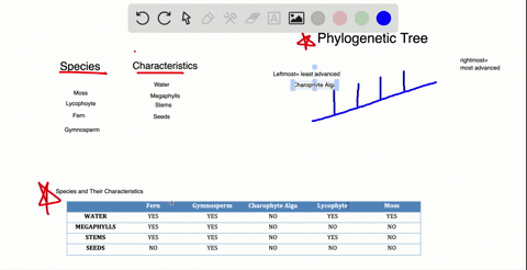 draw-it-draw-a-phylogenetic-tree-that-represents-our-current-understanding-of-evolutionary-relations