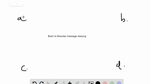 ______-relay-messages-from-the-brain-spinal-cord-to-muscles-a-neuroglia-b-motor-neurons-c-interneuro