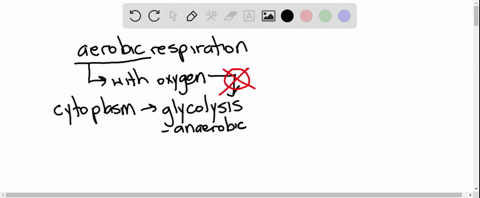 aerobic-respiration-is-completed-in-the-_____-a-nucleus-b-mitochondrion-c-plasma-membrane-d-cytoplas