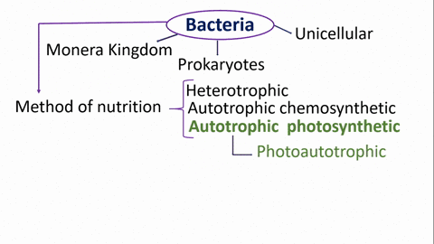 all-photosynthetic-bacteria-a-use-chlorophyll-a-as-their-photosynthetic-pigment-b-use-bacteriochlo-3