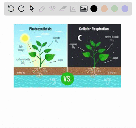 which-process-moves-nutrients-from-the-available-organic-compartment-to-the-available-inorganic-co-2