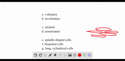 cardiac-muscle-match-each-type-of-muscle-tissue-to-as-many-terms-in-the-key-as-possible-a-voluntary-