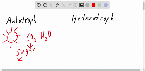 be-nice-to-plants-differentiate-between-autotrophs-and-heterotrophs