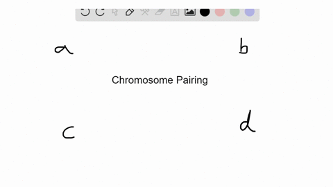 the-pairing-of-homologous-chromosomes-occurs-during-which-of-the-following-a-mitosis-b-meiosis-i-c-2
