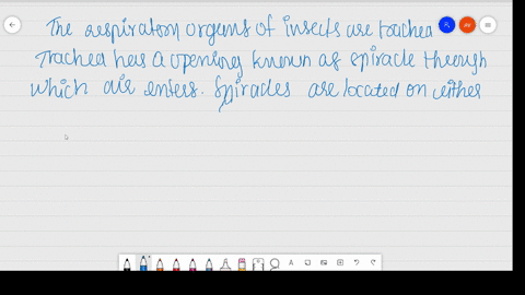 what-is-the-site-of-gaseous-exchange-in-an-insect