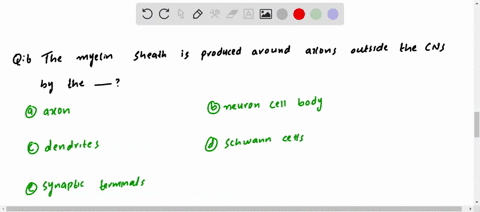 the-myelin-sheath-is-produced-around-axons-outside-the-cns-by-the-a-axon-b-neuron-cell-body-c-dendri