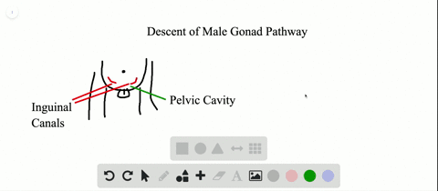 describe-the-pathway-taken-during-descent-of-the-male-gonad