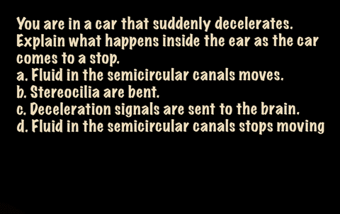 you-are-in-a-car-that-suddenly-decelerates-explain-what-happens-inside-the-ear-as-the-car-comes-to-a